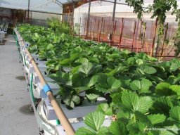 11° Encontro de Hidroponia